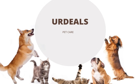 The Ultimate Guide to Trending Pet Products for 2024